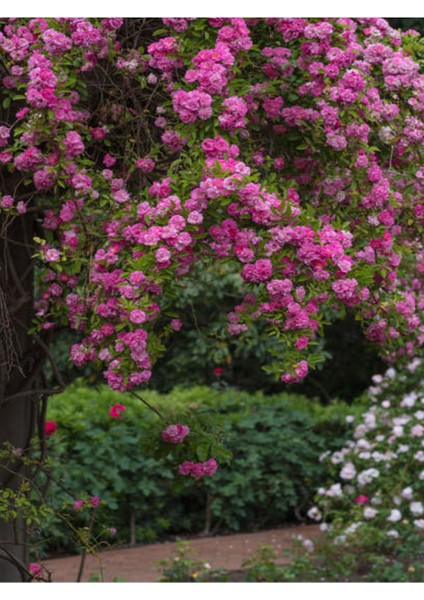 Videolu Pembe Özel Tür Mis Kokulu 1 Adet Sarmaşık Gül Fidanı Saksılı 70-110 cm (Pink Climbing Rose)