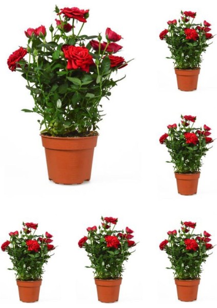 Videolu Kadife Kırmızı Gül Fidanı Yediveren Kokulu 6 Adet Saksılı (40-60 cm) Dış Mekan (Red Roses)