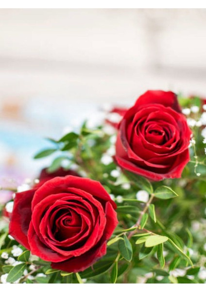 Videolu Kadife Kırmızı Gül Fidanı Yediveren Kokulu 6 Adet Saksılı (40-60 cm) Dış Mekan (Red Roses)