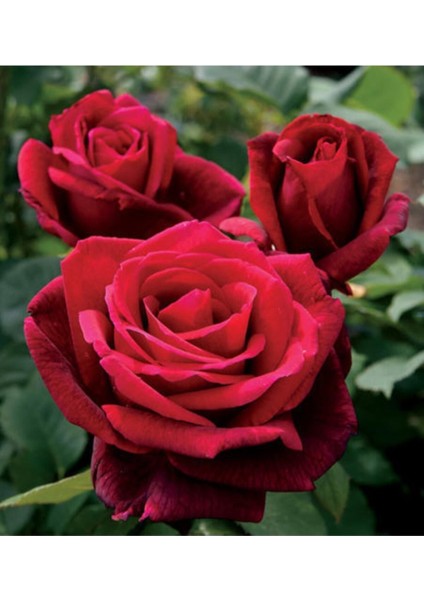 Videolu Kadife Kırmızı Gül Fidanı Yediveren Kokulu 6 Adet Saksılı (40-60 cm) Dış Mekan (Red Roses)