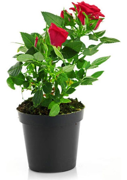 Videolu Kadife Kırmızı Gül Fidanı Yediveren Kokulu 6 Adet Saksılı (40-60 cm) Dış Mekan (Red Roses)