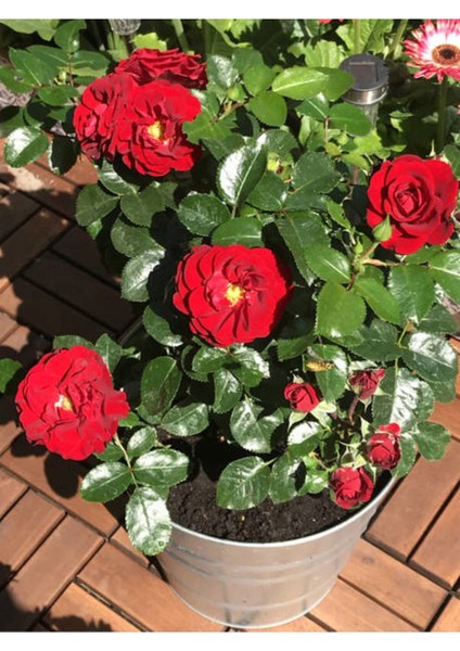 Videolu Kadife Kırmızı Gül Fidanı Yediveren Kokulu 6 Adet Saksılı (40-60 cm) Dış Mekan (Red Roses)