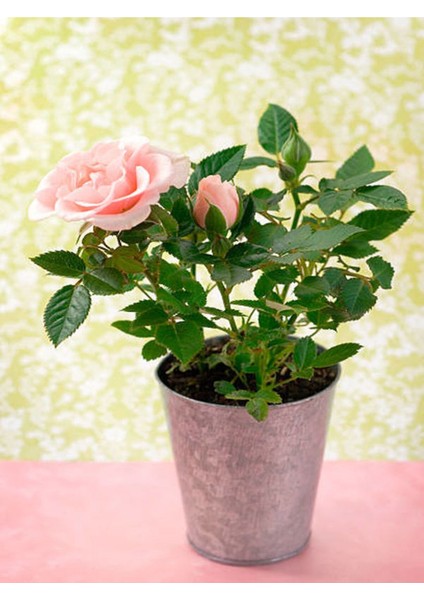 Videolu Kokulu Pembe Gül Yediveren 1 Adet Saksılı (50 - 70 cm ) Aşılı Gül (Pink Rose) modelleri