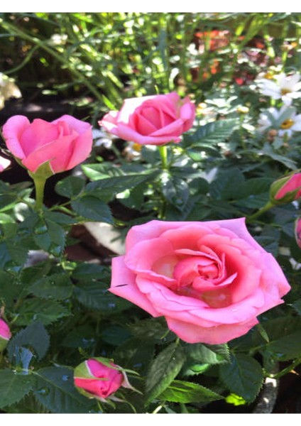 Videolu Kokulu Pembe Gül Yediveren 1 Adet Saksılı (50 - 70 cm ) Aşılı Gül (Pink Rose) fırsatları