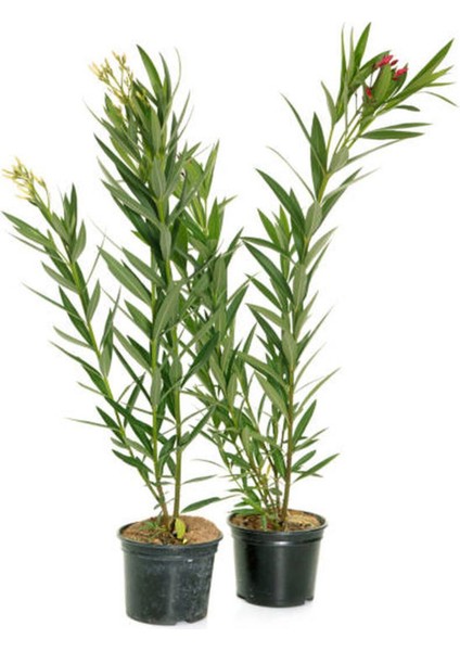 Videolu Zakkum Fidanı 2 Adet Pembe-Beyaz Saksılı/Tüplü (70 - 100 cm) Dış Mekan (Oleanders)