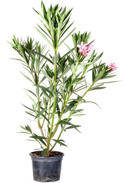 Videolu Zakkum Fidanı 2 Adet Pembe-Beyaz Saksılı/Tüplü (70 - 100 cm) Dış Mekan (Oleanders)