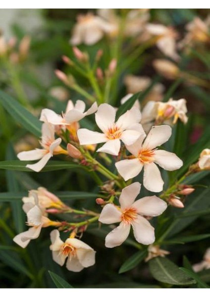 Videolu Zakkum Fidanı 2 Adet Pembe-Beyaz Saksılı/Tüplü (70 - 100 cm) Dış Mekan (Oleanders)