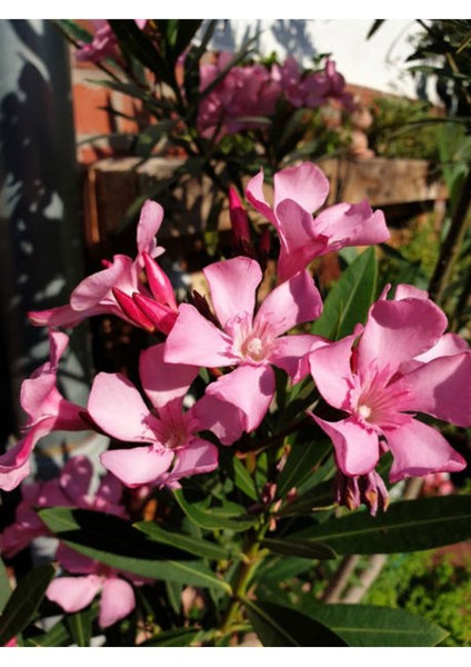 Videolu Zakkum Fidanı 2 Adet Pembe-Beyaz Saksılı/Tüplü (70 - 100 cm) Dış Mekan (Oleanders)