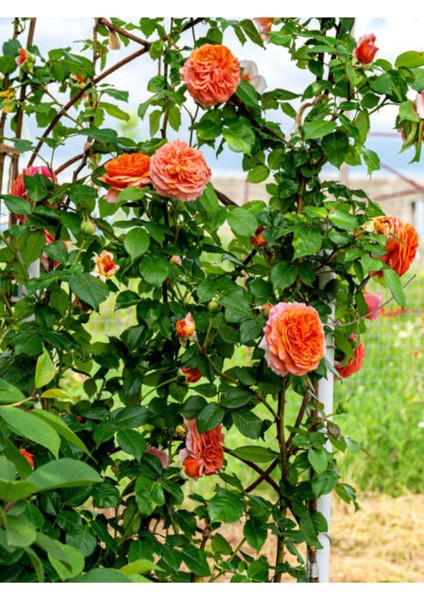 Videolu Sarmaşık Gül Turuncu Renkli(60 - 80 cm)1 Adet Saksılı Aşılı Gül Orange Rose