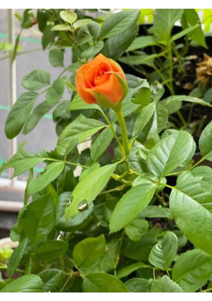 Videolu Sarmaşık Gül Turuncu Renkli(60 - 80 cm)1 Adet Saksılı Aşılı Gül Orange Rose