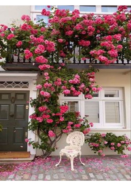 Videolu Pembe Özel Tür Mis Kokulu 1 Adet Sarmaşık Gül Fidanı Saksılı 70-110 cm (Pink Climbing Rose)
