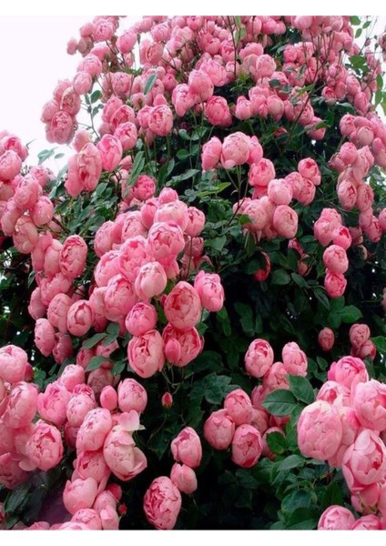 Videolu Pembe Özel Tür Mis Kokulu 1 Adet Sarmaşık Gül Fidanı Saksılı 70-110 cm (Pink Climbing Rose)