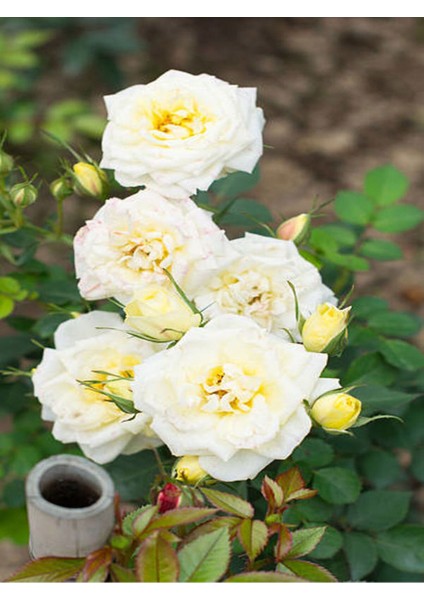 Videolu Krem Beyazı 2 Adet Yediveren Kokulu Gül Fidanı Saksılı 50-75 cm (Cream White Rose)