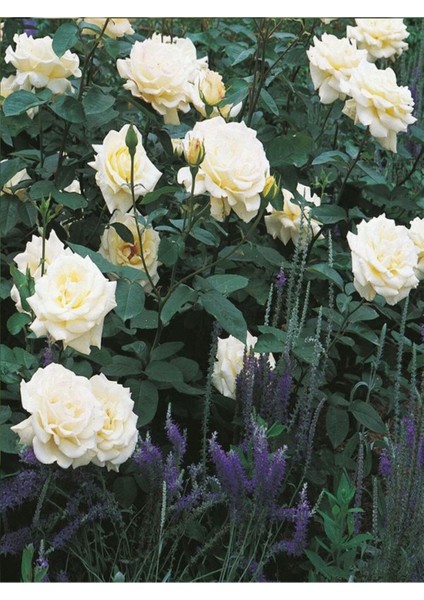 Videolu Krem Beyazı 2 Adet Yediveren Kokulu Gül Fidanı Saksılı 50-75 cm (Cream White Rose) modelleri