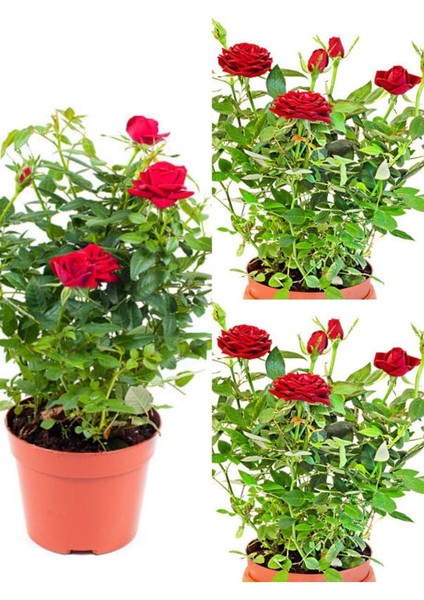 Videolu Kırmızı Yediveren Kokulun Gül Fidanı 3 Adet Saksılı Dış Mekan Bitkisi 35-60 cm (Red Rose)