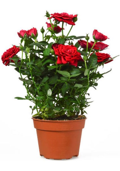 Videolu Kırmızı Yediveren Kokulun Gül Fidanı 3 Adet Saksılı Dış Mekan Bitkisi 35-60 cm (Red Rose)