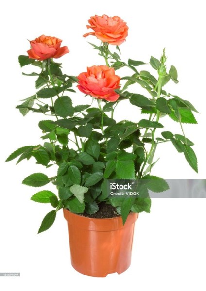 Videolu Turuncu Yediveren Kokulu Gül Fidanı 1 Adet Saksılı Bahçe Bitkisi 10-15 cm (Orange Rose)