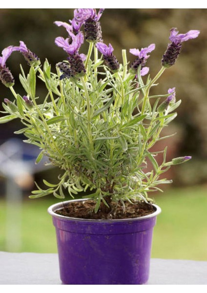 Videolu Mor Lavanta Fidanı 30 Adet Angustifolia Fidanı Tüplü/ Saksılıdır 15-25 cm (Lavender)
