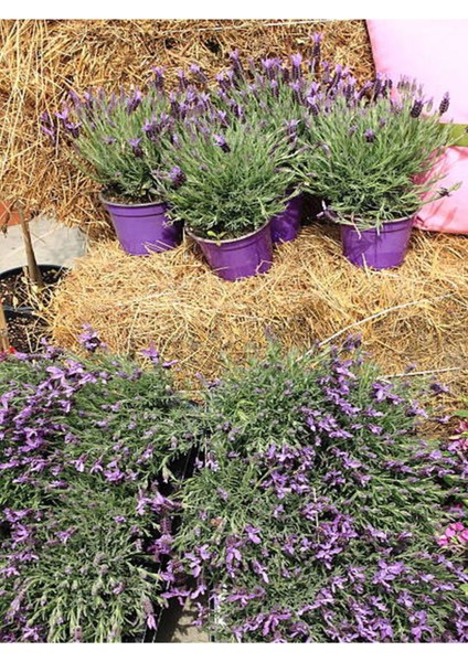 Videolu Mor Lavanta Fidanı 30 Adet Angustifolia Fidanı Tüplü/ Saksılıdır 15-25 cm (Lavender)