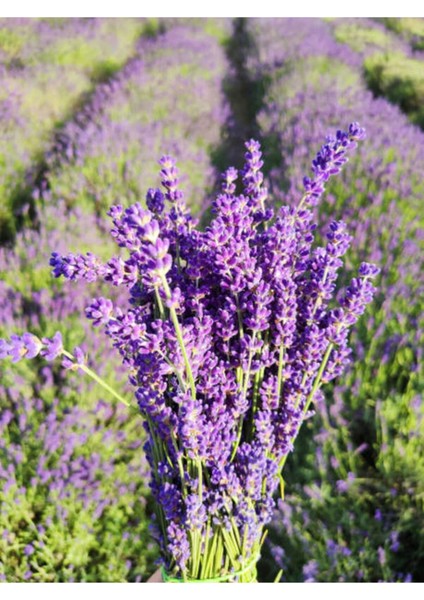 Videolu Mor Lavanta Fidanı 30 Adet Angustifolia Fidanı Tüplü/ Saksılıdır 15-25 cm (Lavender)
