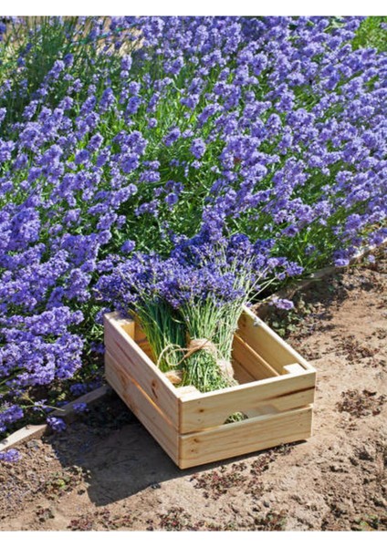 Videolu Mor Lavanta Fidanı 30 Adet Angustifolia Fidanı Tüplü/ Saksılıdır 15-25 cm (Lavender)