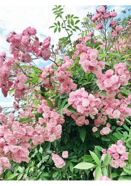 Videolu Pembe Sarmaşık Ponpon Gül Fidanı 1 Adet Dış Mekan Bitkisi 35-60 cm (Pink Climbing Rose)