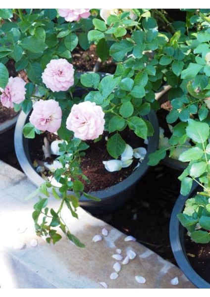 Videolu Pembe Sarmaşık Ponpon Gül Fidanı 1 Adet Dış Mekan Bitkisi 35-60 cm (Pink Climbing Rose)