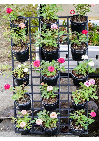Videolu Pembe Sarmaşık Ponpon Gül Fidanı 1 Adet Dış Mekan Bitkisi 35-60 cm (Pink Climbing Rose)
