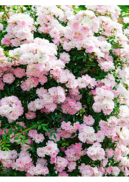 Videolu Pembe Sarmaşık Ponpon Gül Fidanı 1 Adet Dış Mekan Bitkisi 35-60 cm (Pink Climbing Rose)