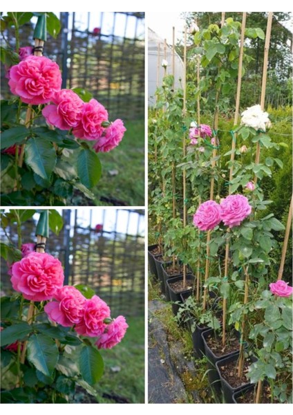 Videolu Yediveren Sarmaşık Mis Kokulu Pembe Gül Fidanı 3 Adet Saksılı 40-65 cm (Climbing Pink Rose)