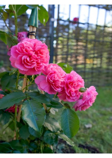 Videolu Yediveren Sarmaşık Mis Kokulu Pembe Gül Fidanı 3 Adet Saksılı 40-65 cm (Climbing Pink Rose)