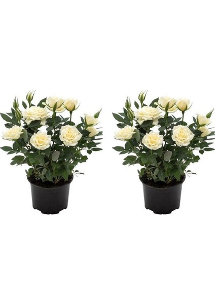 Videolu Yediveren Yoğun Kokulu Beyaz Gül 2 Adet 35-65 cm Saksılı/Tüplü Bahçe Bitkisi (White Rose)