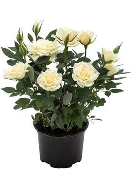 Videolu Yediveren Yoğun Kokulu Beyaz Gül 2 Adet 35-65 cm Saksılı/Tüplü Bahçe Bitkisi (White Rose) fiyatları