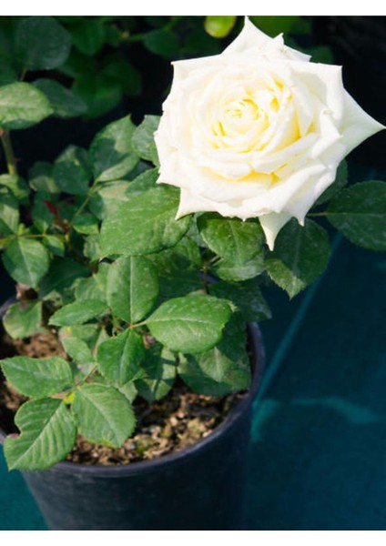 Videolu Yediveren Yoğun Kokulu Beyaz Gül 2 Adet 35-65 cm Saksılı/Tüplü Bahçe Bitkisi (White Rose) modelleri