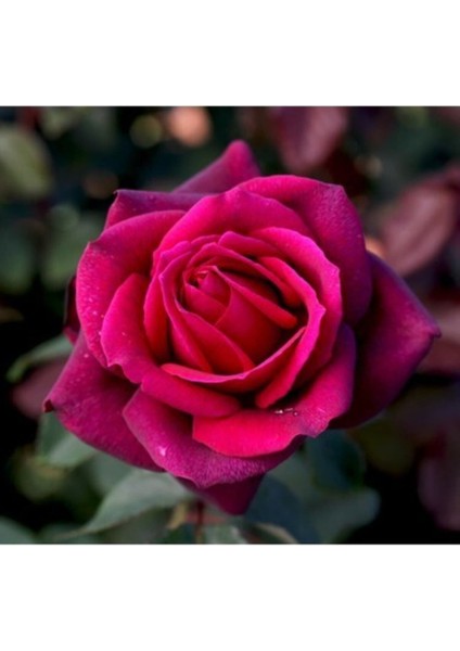 Videolu Fuji Yediveren Kokulu (30 60 cm)SAKSILI 2 Adet Aşılı Gül Fuji Rose