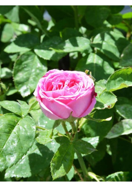Videolu Yediveren Kokulu Pembe (10-15 cm) Saksılı 1 Adet Aşılı Gül Pink Rose