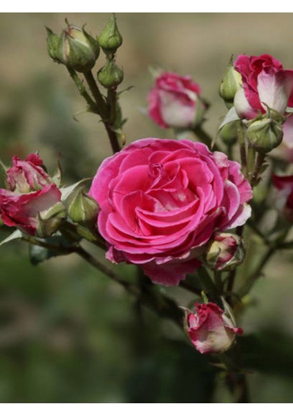 Videolu Yediveren Kokulu Pembe (10-15 cm) Saksılı 1 Adet Aşılı Gül Pink Rose