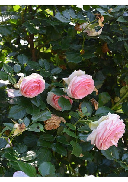 Videolu Yediveren Kokulu Pembe (10-15 cm) Saksılı 1 Adet Aşılı Gül Pink Rose