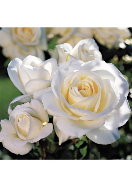 Videolu Krem Beyazı Yediveren Kokulu Gül Fidanı 2 Adet Saksılı 30-50 cm (White Rose)