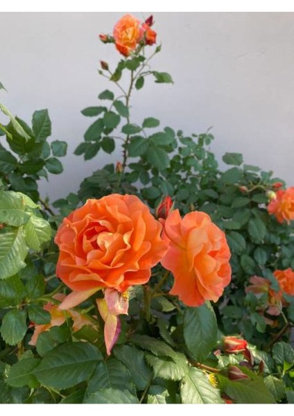 Videolu Yediveren Aşılı Kokulu Turuncu Gül Fidanı (50 - 80 cm) Saksılı Aşılı Gül Orange Rose