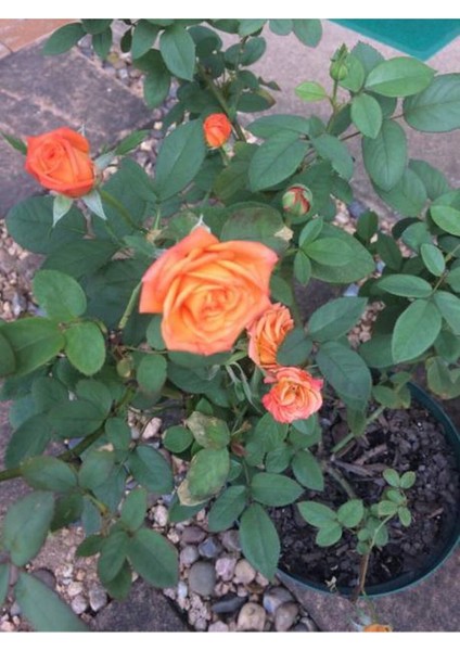 Videolu Yediveren Aşılı Kokulu Turuncu Gül Fidanı (50 - 80 cm) Saksılı Aşılı Gül Orange Rose fiyatları