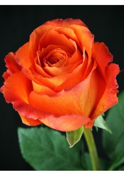 Videolu Yediveren Aşılı Kokulu Turuncu Gül Fidanı (50 - 80 cm) Saksılı Aşılı Gül Orange Rose modelleri