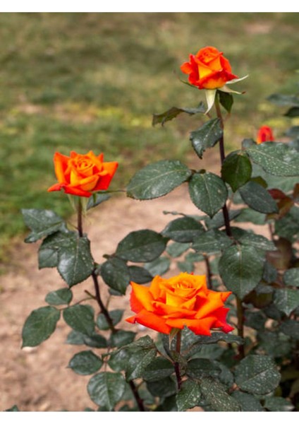 Videolu Yediveren Aşılı Kokulu Turuncu Gül Fidanı (50 - 80 cm) Saksılı Aşılı Gül Orange Rose fırsatları