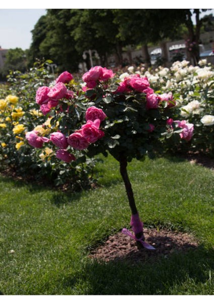Videolu Baston Gül Yoğun Kokulu Pembe Renkli (40 - 60 cm)1 Adet Aşılı Gül Walking Stick Rose