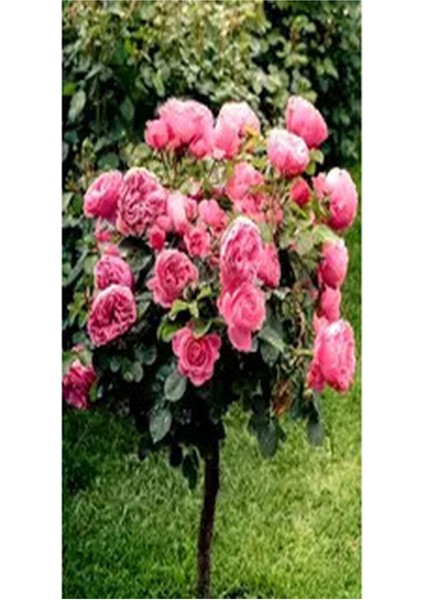 Videolu Baston Gül Yoğun Kokulu Pembe Renkli (40 - 60 cm)1 Adet Aşılı Gül Walking Stick Rose