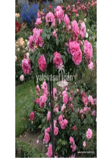 Videolu Baston Gül Yoğun Kokulu Pembe Renkli (40 - 60 cm)1 Adet Aşılı Gül Walking Stick Rose