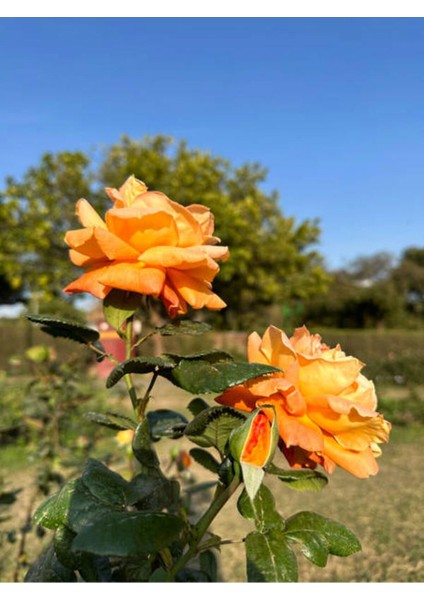 Videolu Yediveren Gül Kayısı Rengi Turuncu Sarı Pembe Kırmızı (50 70 cm)6ADET Saksılı Aşılı Gül Roses