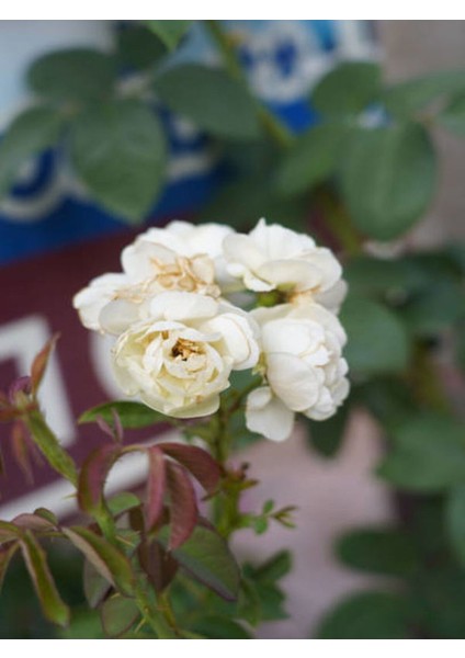 Videolu Yediveren Gül Kayısı Rengi Turuncu Sarı Pembe Kırmızı (50 70 cm)6ADET Saksılı Aşılı Gül Roses