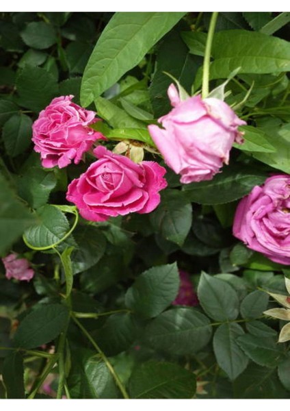 Videolu Yediveren Gül Kayısı Rengi Turuncu Sarı Pembe Kırmızı (50 70 cm)6ADET Saksılı Aşılı Gül Roses