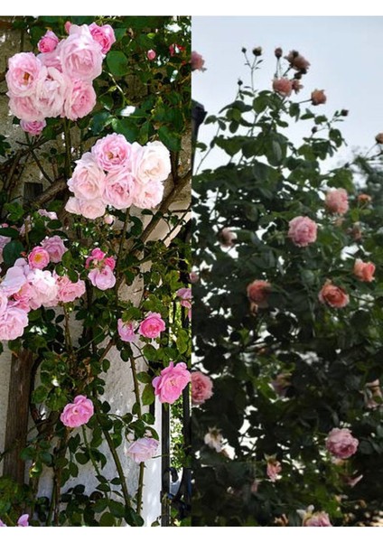 Videolu Sarmaşık Ponpon Pembe Renk (100 150 cm) Saksılı Aşılı Gül